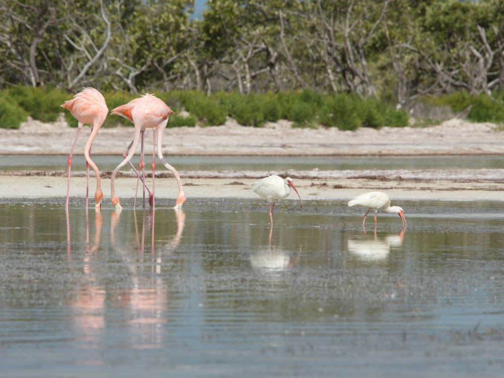 Flamants roses et ibis