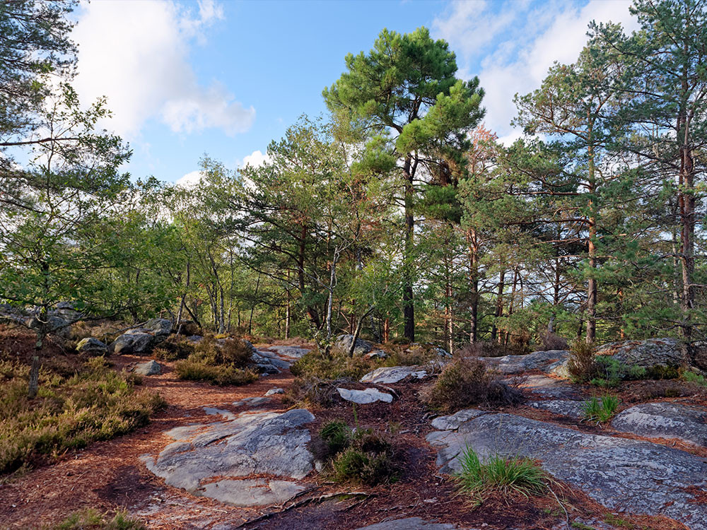 La nature près de Fontainebleau
