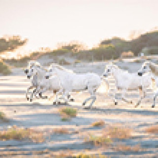 Image pour Get Your Guide - Tours Camargue
