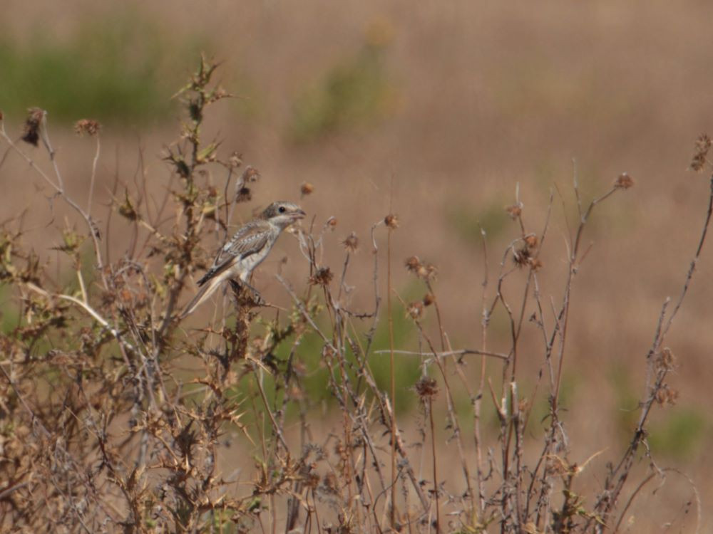 Observation des oiseaux à Céphalonie