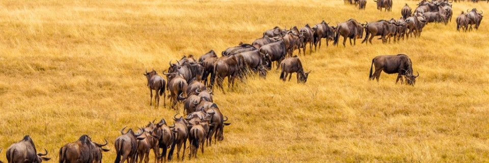 Top foto voor Lieux avec de nombreux animaux