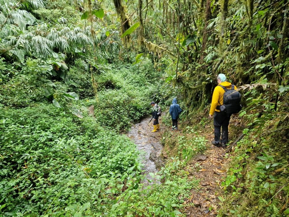 Promenade dans la jungle équatorienne