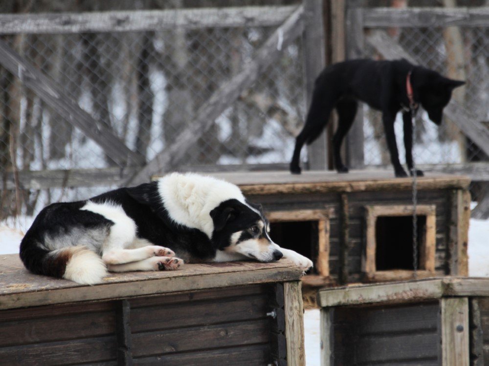 Les huskies à Kirkenes