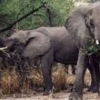 Image pour Evaneos - Addo N.P.
