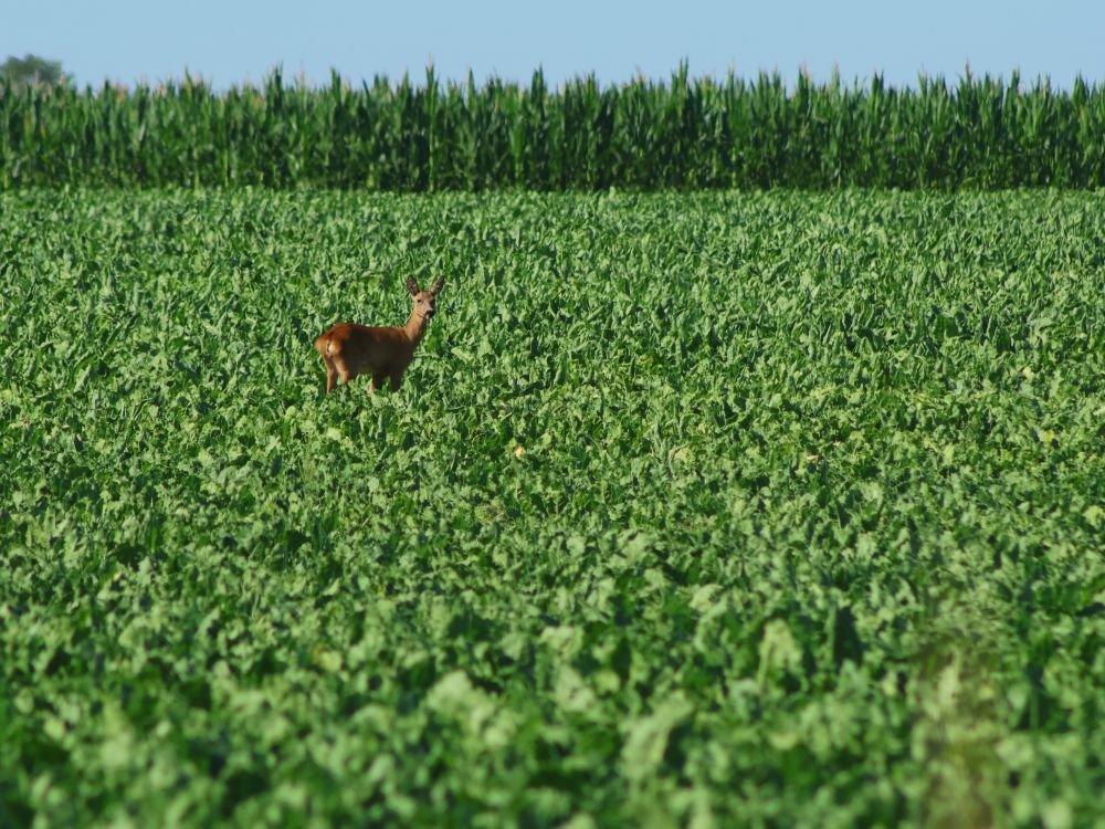 Chevreuil dans les champs