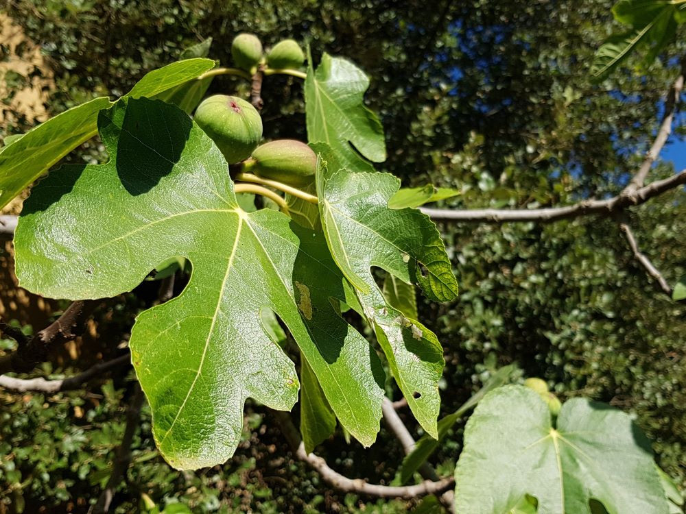Figues