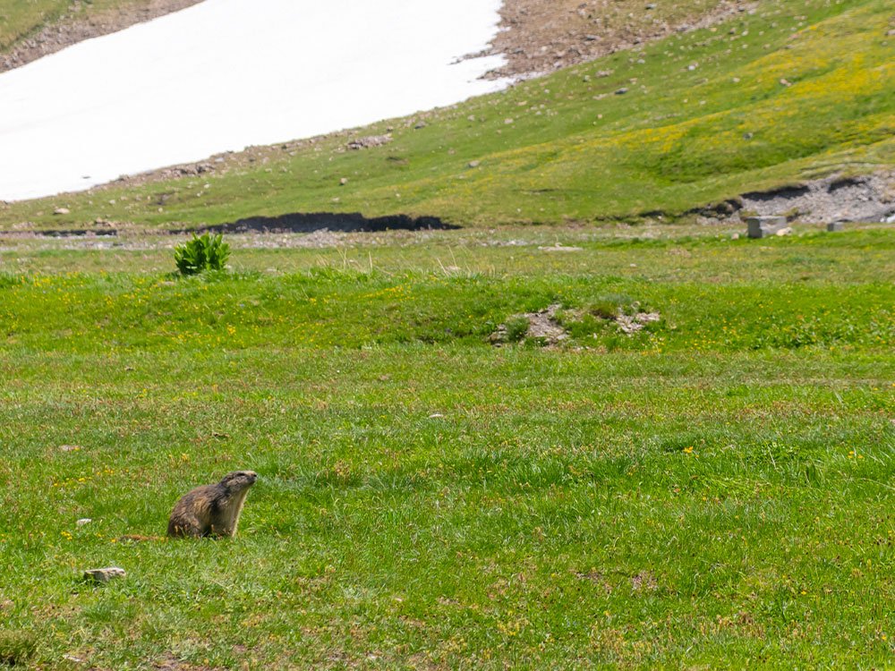 Marmotte Mont Blanc