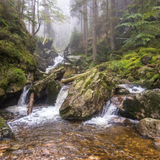 Image pour Forêt de Bavière
