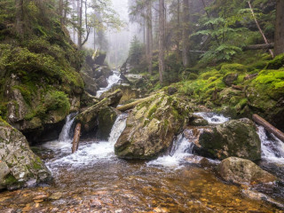 Image pour Forêt de Bavière
