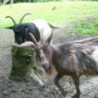 Image pour Farm Stay Heidehof