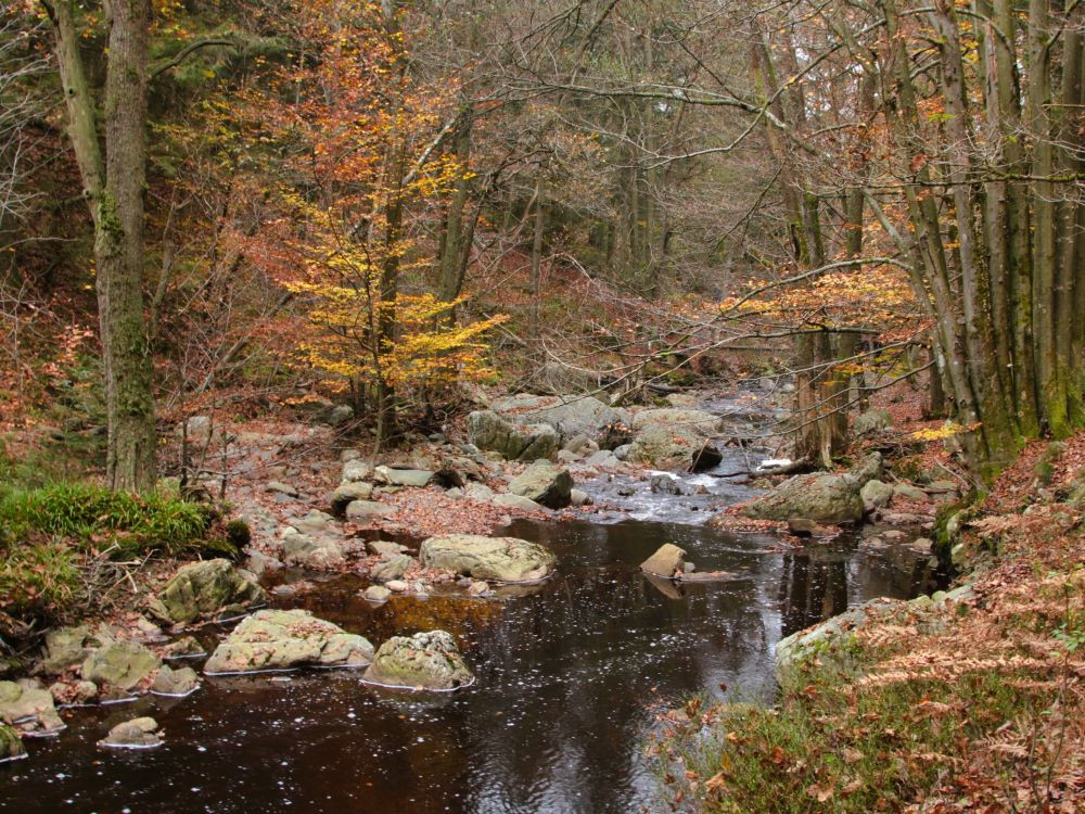Automne