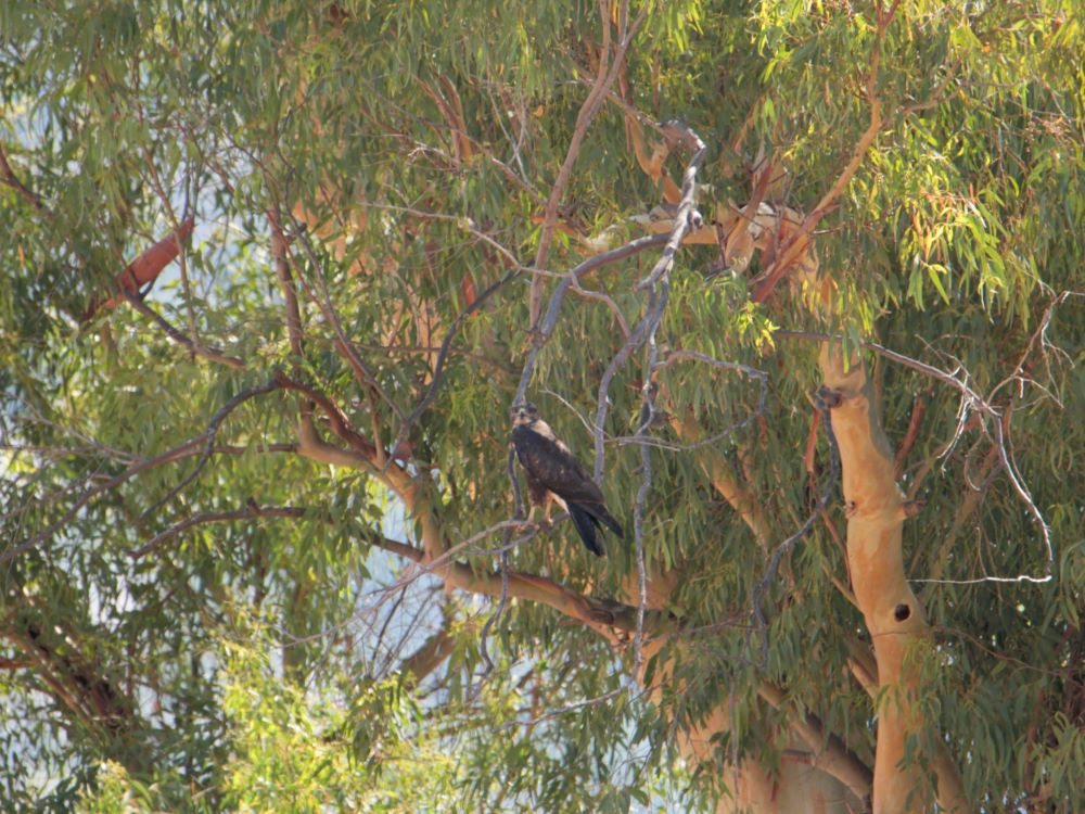 Oiseau de proie