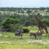 Image pour Afrique du Sud