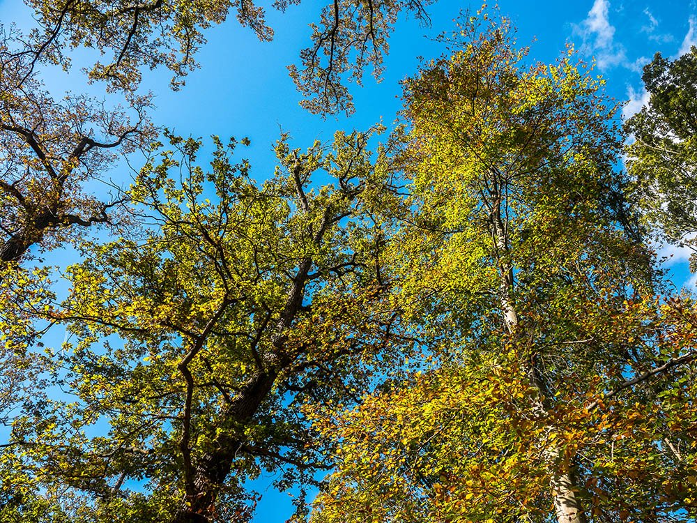 Forêt en automne Pays-Bas