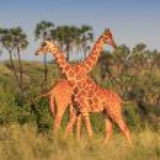 Image pour Atalante - Kenya