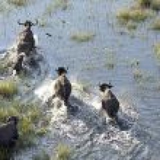 Image pour TUI - Botswana en groupe