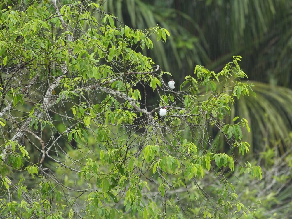 Oiseaux