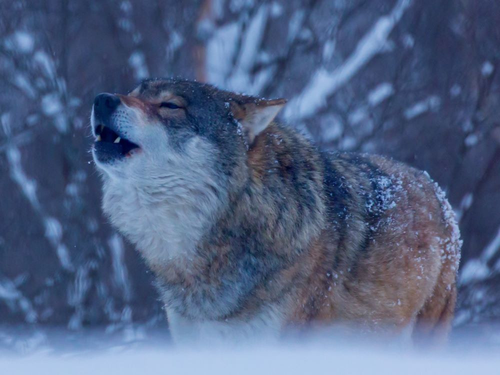 Et voilà que surgissent les loups