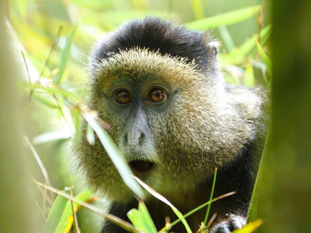 Singe doré