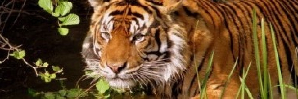 Top foto voor Safari en Asie