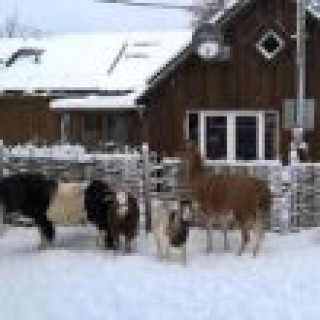 Image pour Funny Farm Sassen