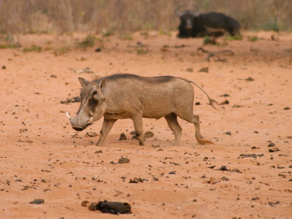 Phacochères au Waterberg