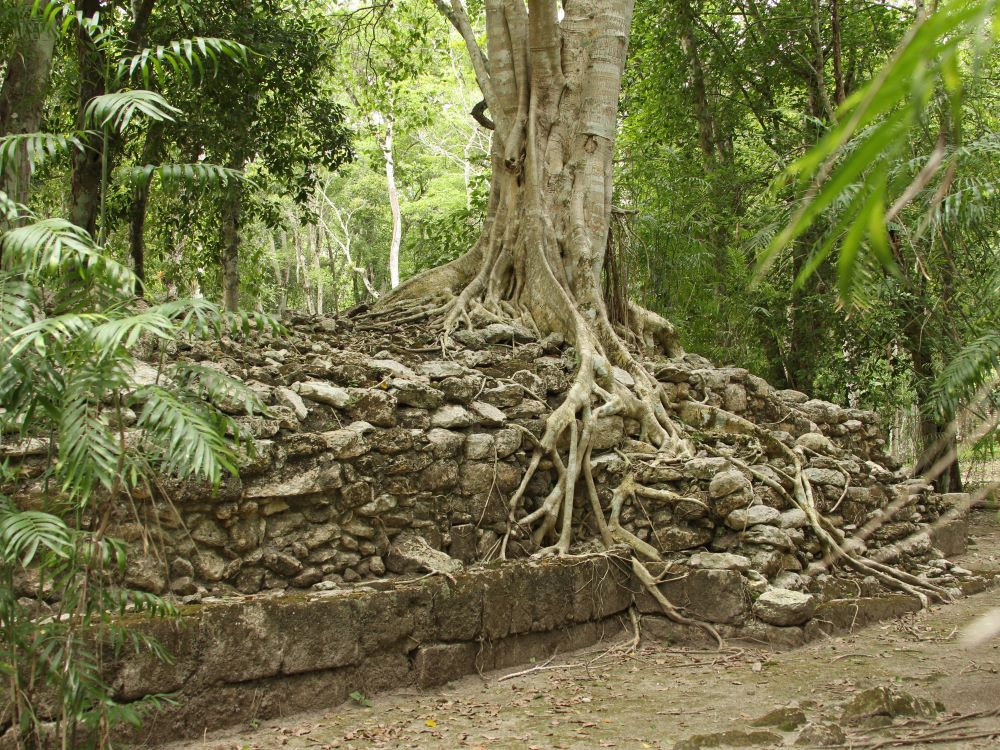 Envahi par la jungle
