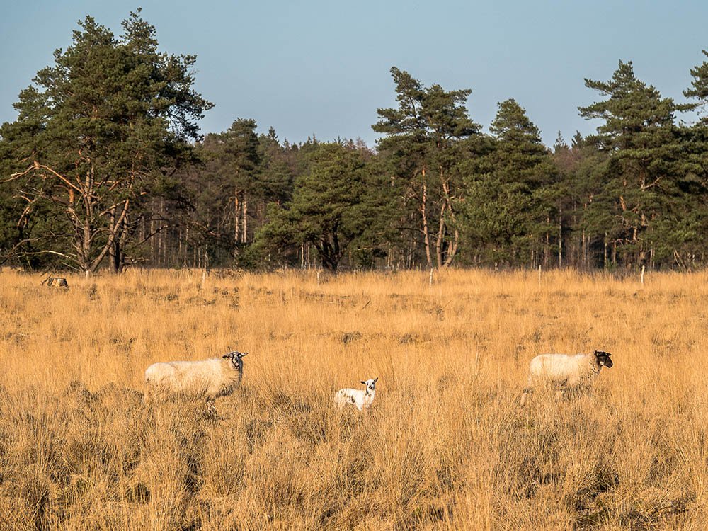 Drents-Friese Wold NP
