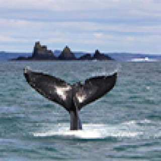 Image pour Obtenez votre guide - Excursions Cork