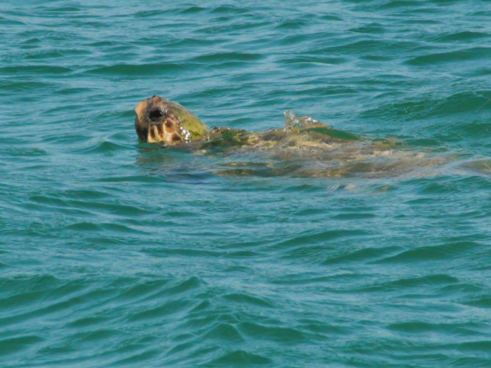 Tortue