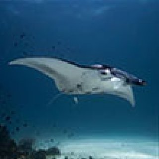 Image pour GetYourGuide - Sorties de plongée