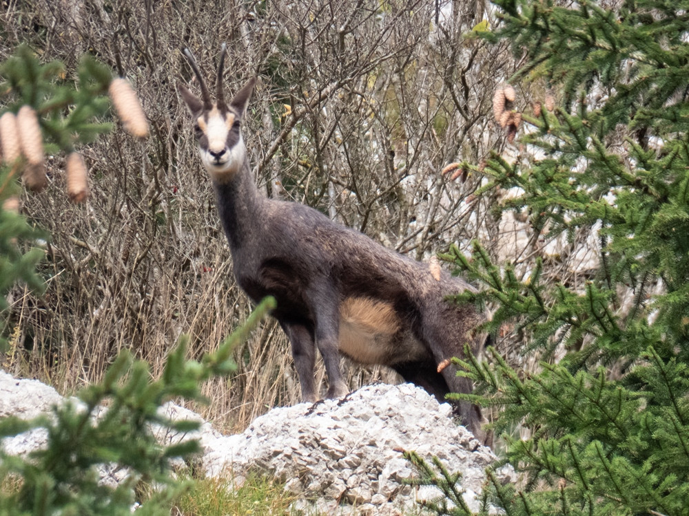 Chamois dans le Jura