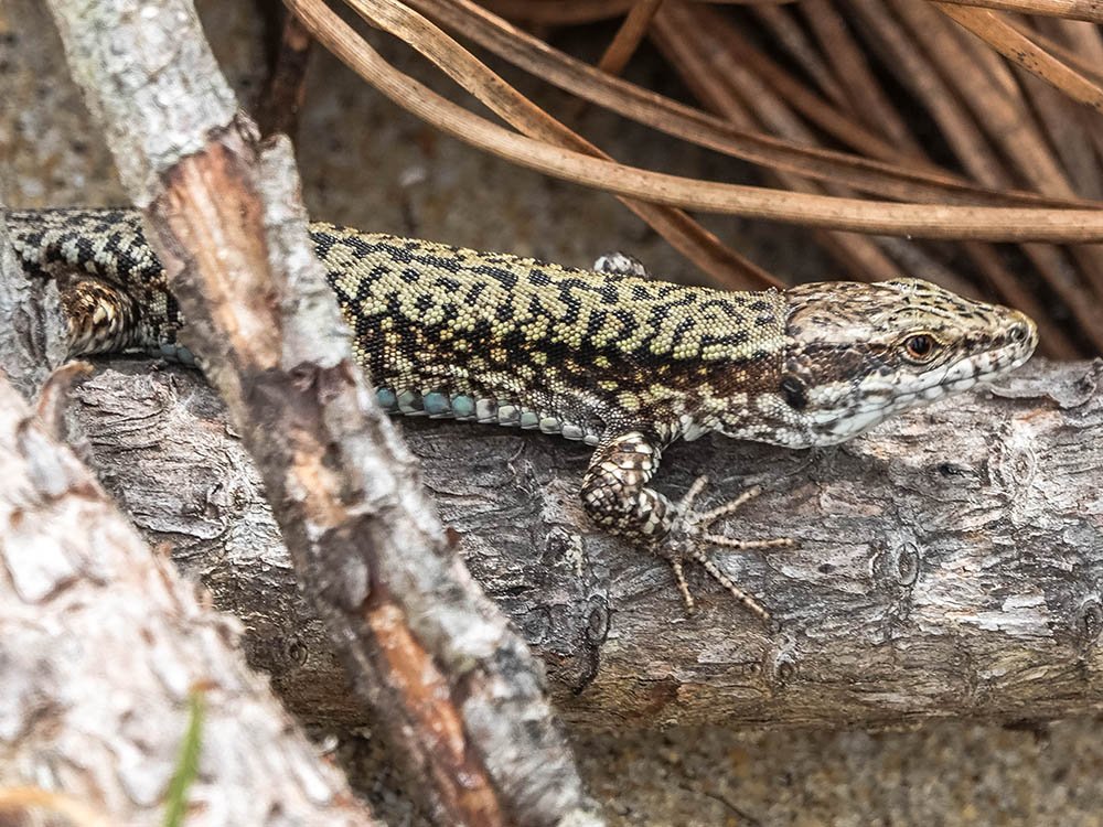 Lézard des murailles