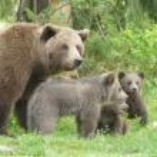 Image pour Get Your Guide - Observation d'ours