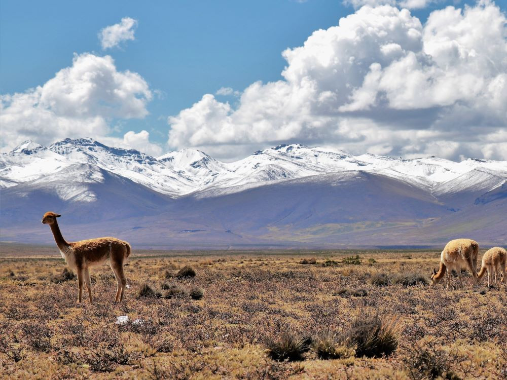 Vicuñas