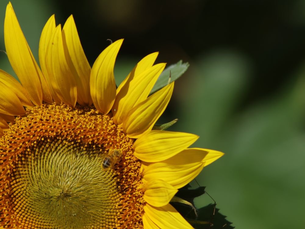 Zonnebloem