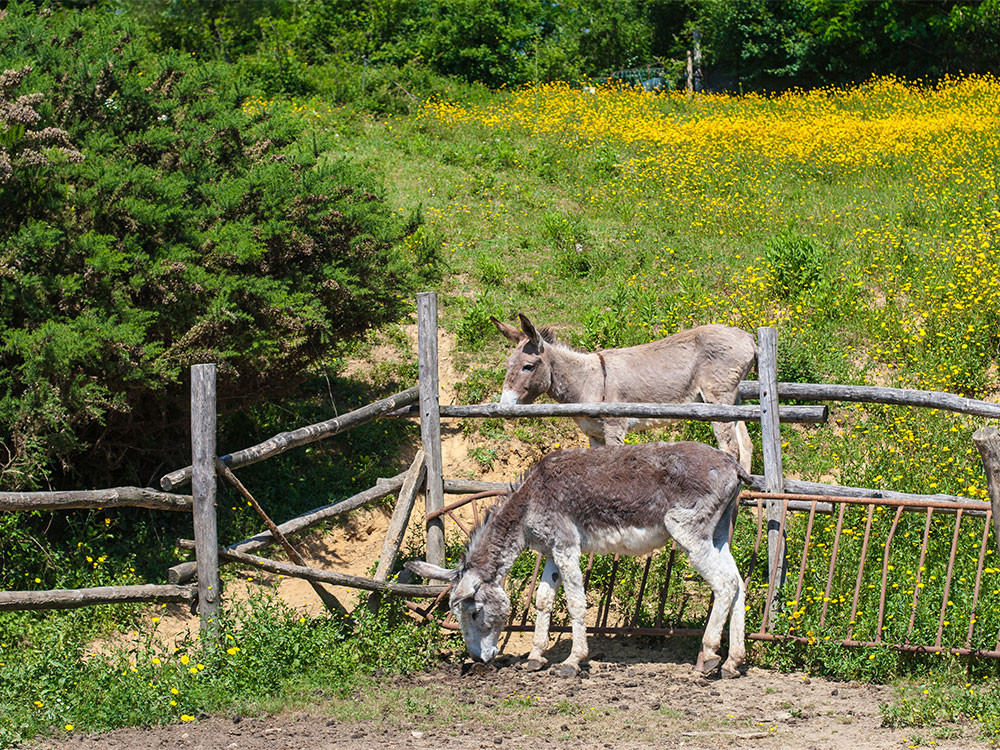 Dormir au milieu des animaux