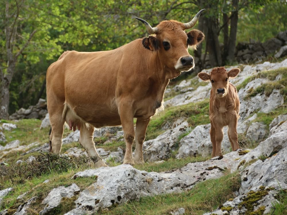 Vaches