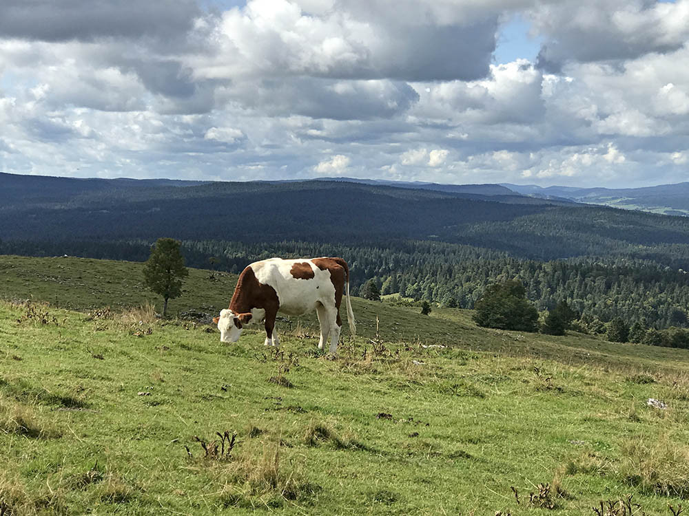 Vache Montbéliarde