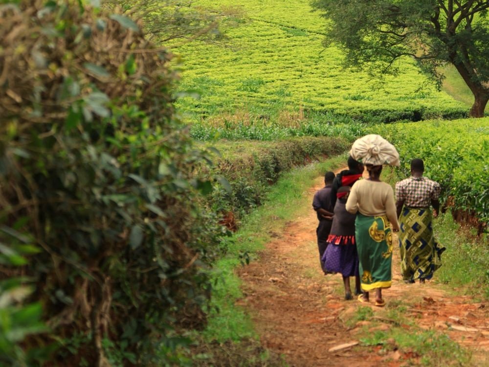 Des femmes dans une plantation de thé au Malawi