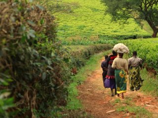 Image pour Malawi