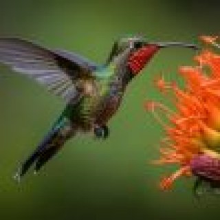 Image pour Atalante - Costa Rica
