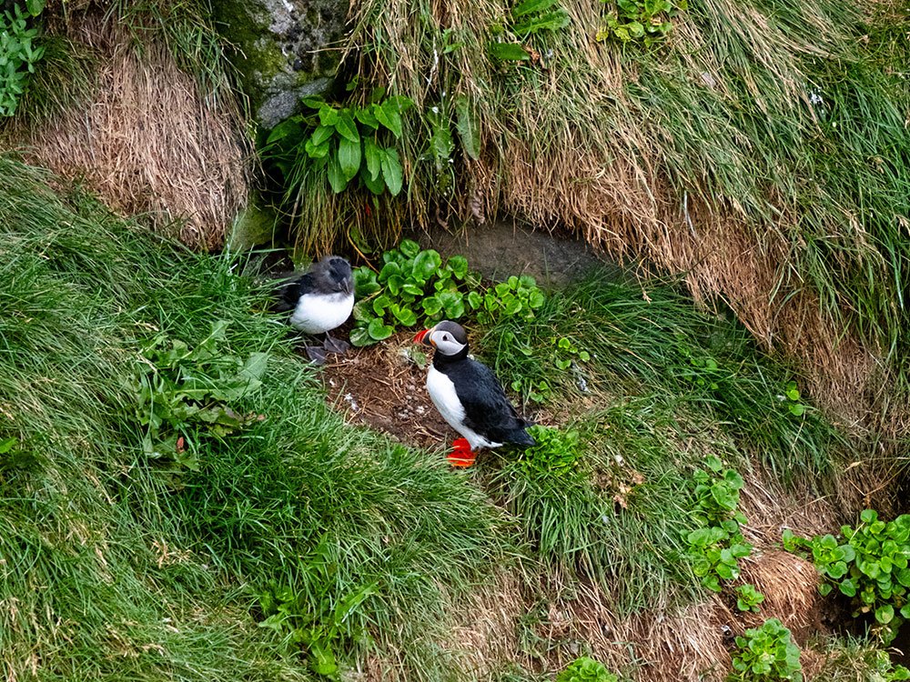 Observation des oiseaux en Islande