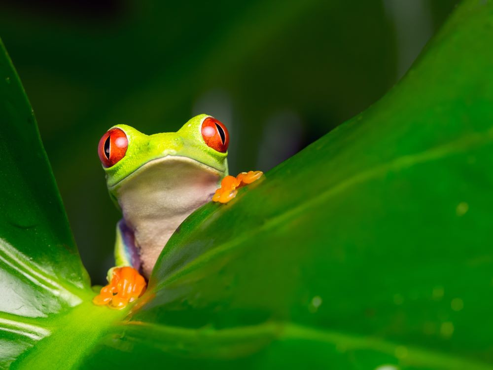 Costa Rica