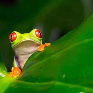 Image pour Costa Rica