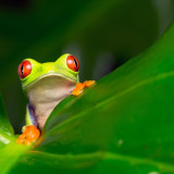 Image pour Costa Rica