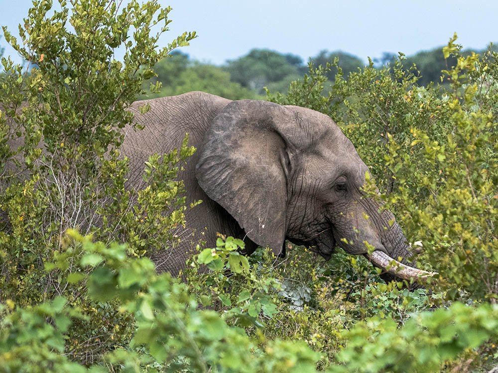 Eléphant d'Afrique
