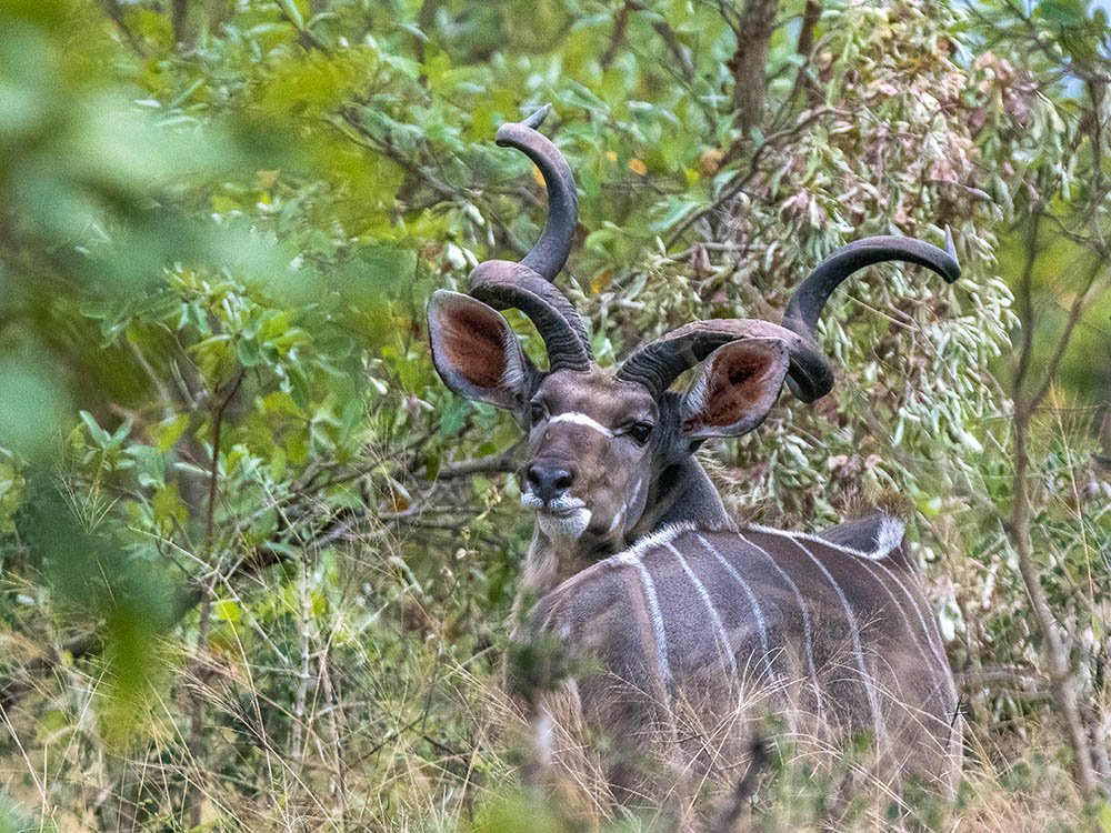 Kudu mâle Kruger