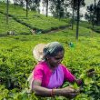 Image pour Atalante - Sri Lanka