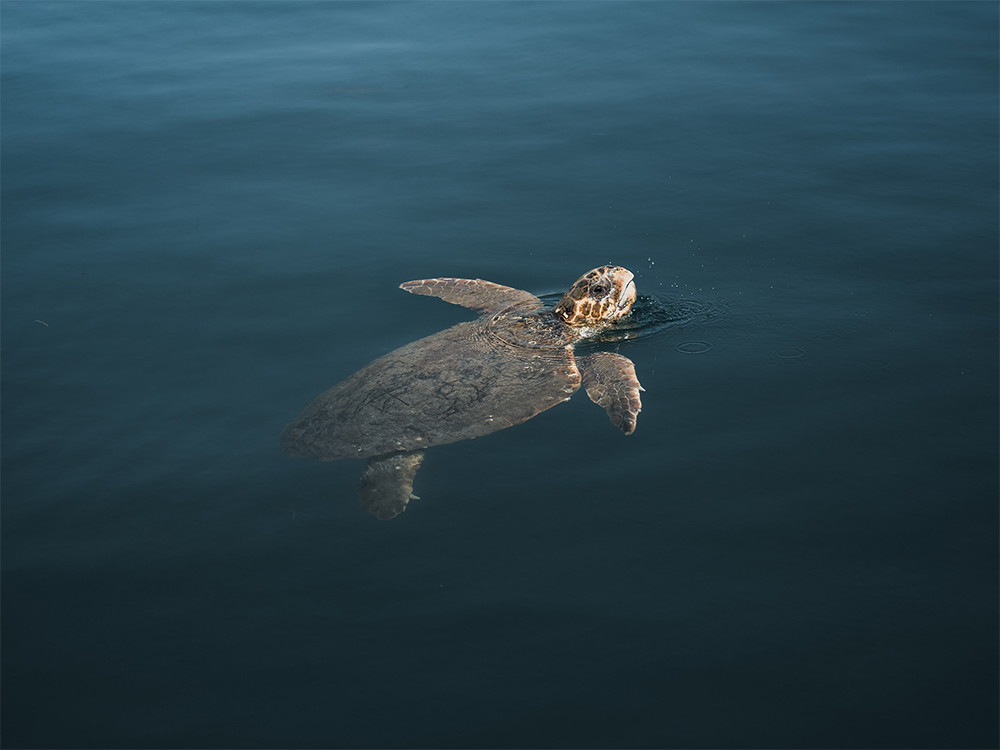 Tortue à Céphalonie